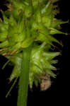 Oval-leaf sedge